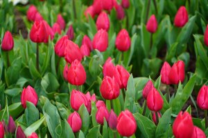 Tulips near Topkapi Palace