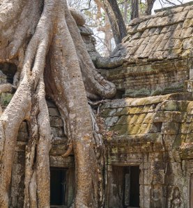 Roots - Ta Prohm