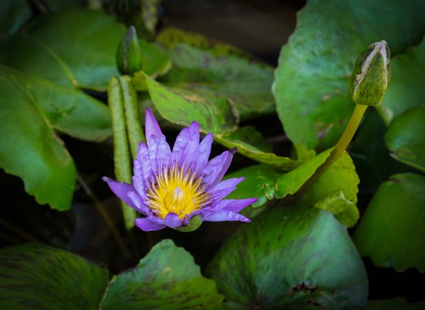 bangkok-golden-mount-5-01-17