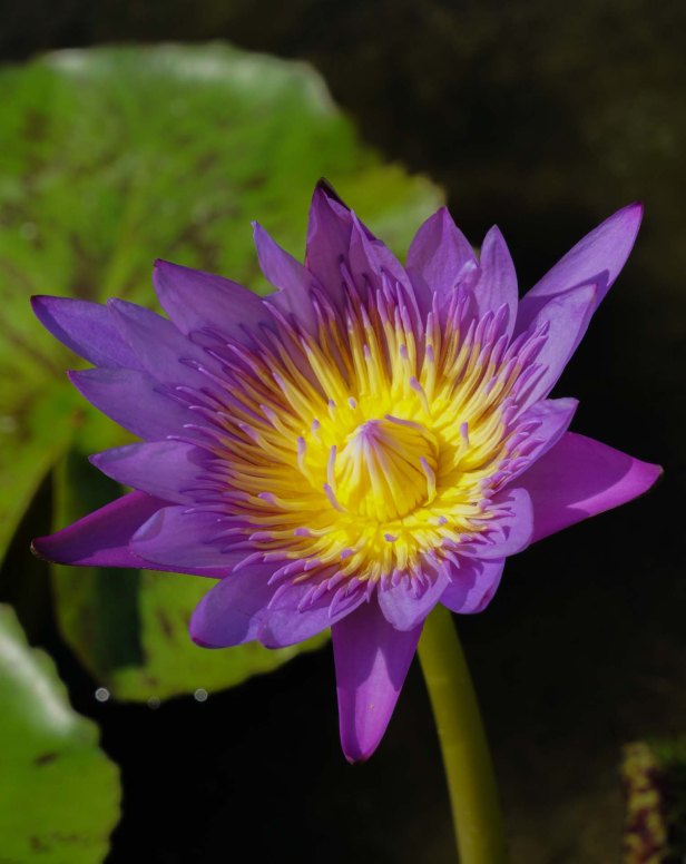 bangkok-wat-pho-7-01-17