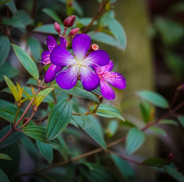 Chengdu Panda Center Flowers 02.17