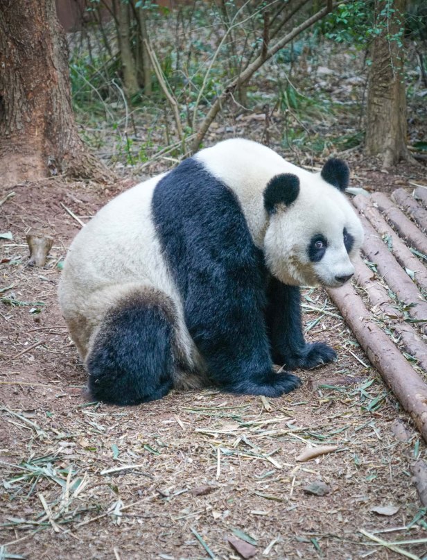 Chengdu Panda Center Panda 02.17