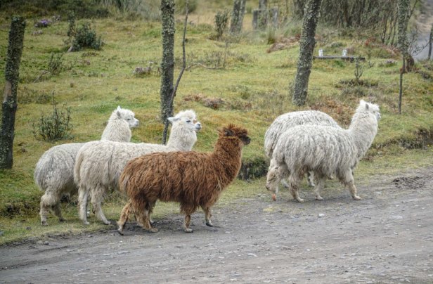 Ecuador El Boliche Alpaca copy