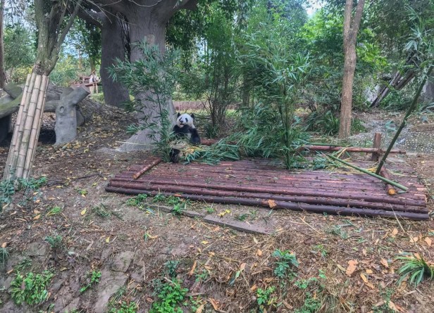 Chengdu Panda Park 2