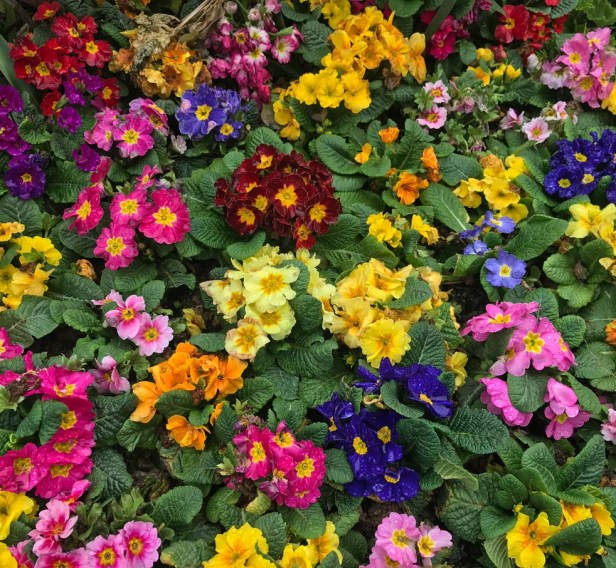 Chengdu Panda Park 4